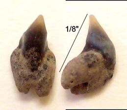 Rhincodon typus