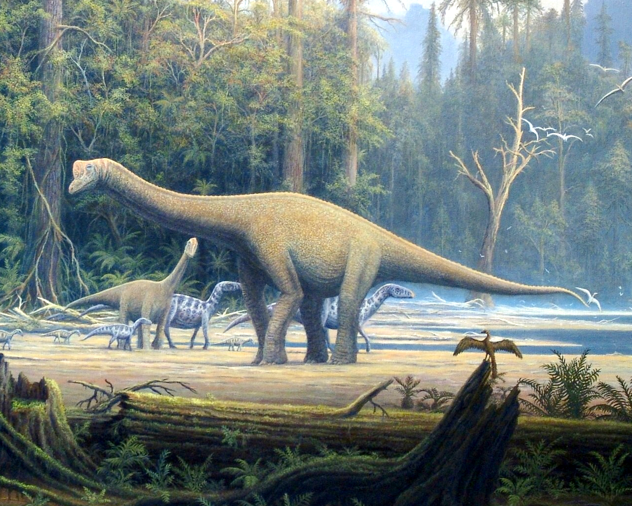 Europasaurus | Fossil Wiki | FANDOM powered by Wikia