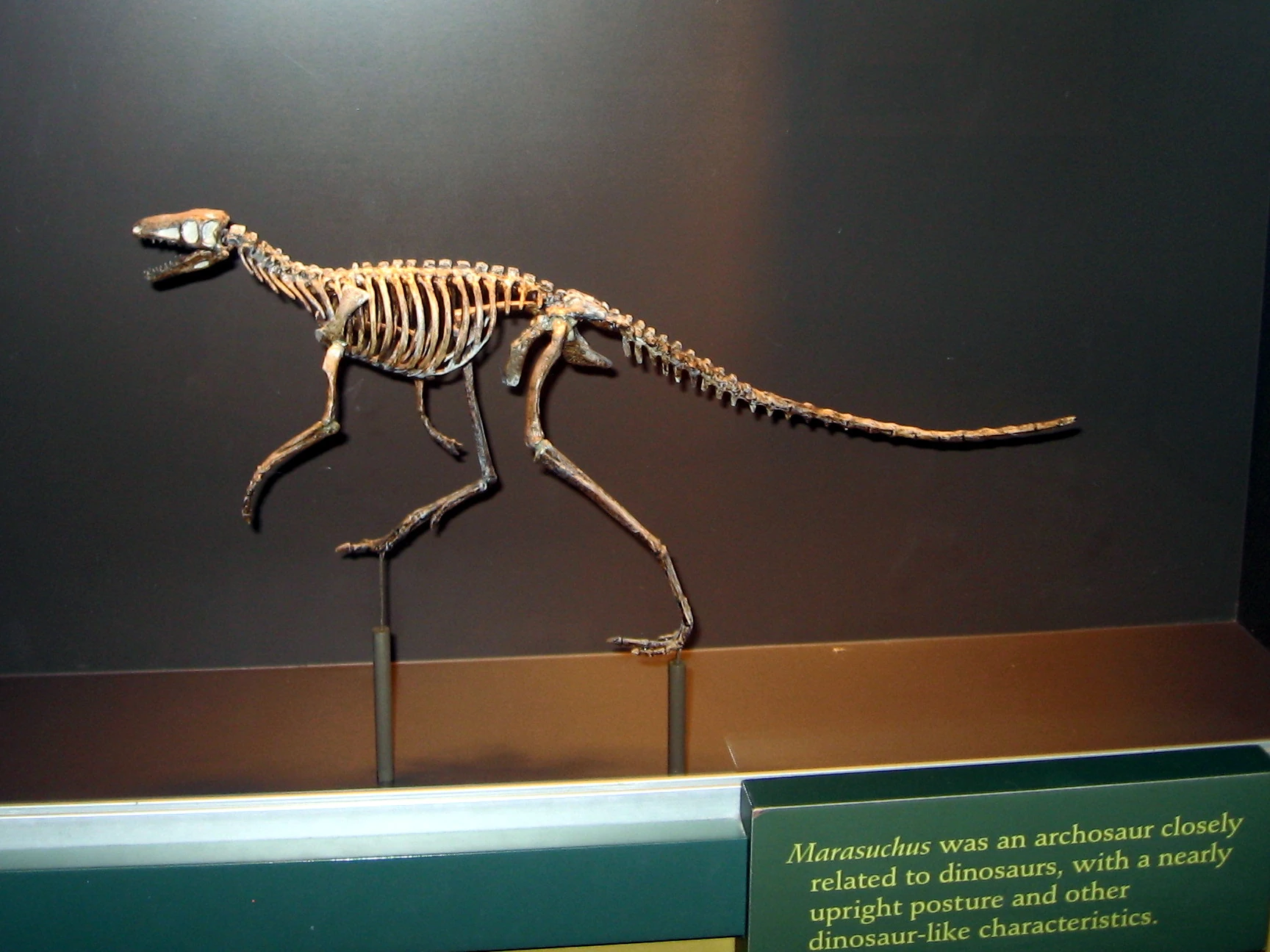 Dinosauriformes Fossil Wiki Fandom