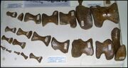 Mosasaur fossil paddle1