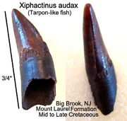 Xiphitooth1