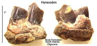 Hyracodonzzzzzzzzzzzzzzzzzzz