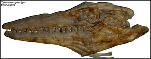 USNM-8898-01