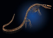 Mosasaur123