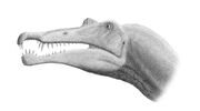 Spinosaurus cráneo steveoc