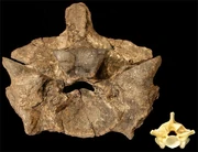 Anaconda + titanoboa vert1