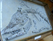Platecarpus 2