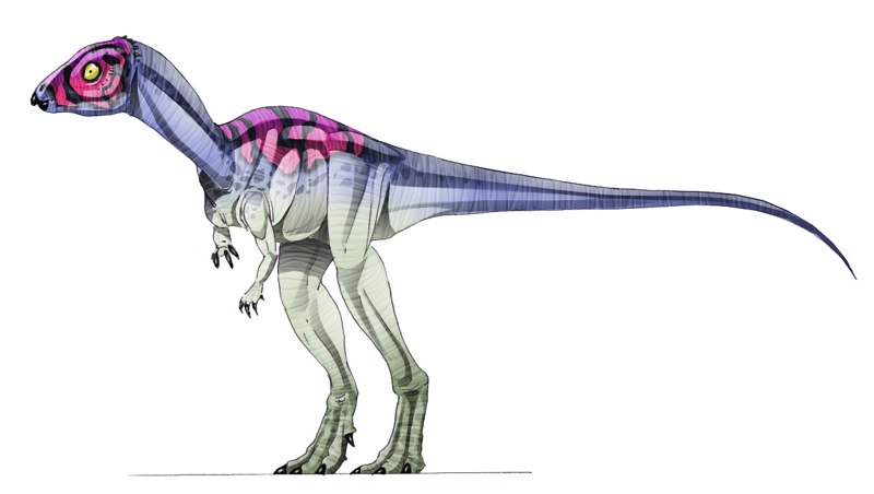 micropachycephalosaurus fossil