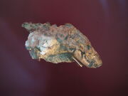 Thrinaxodon liorhinus