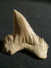 Paleocarcharodon orientalis crenulations