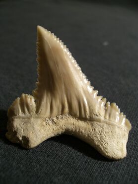 Paleocarcharodon orientalis crenulations