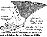 Akmonistion | Fossil Wiki | FANDOM powered by Wikia