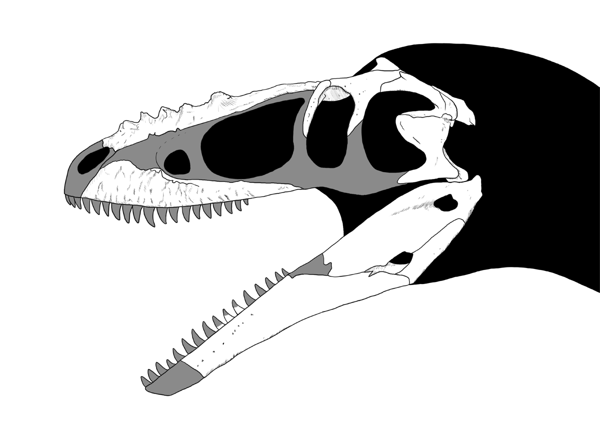 alioramus skeleton