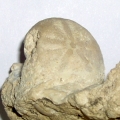 ECHINOID OLIGOPYGUS HALDEMANI(1 4)