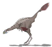 caudipteryx fossil