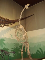 Plateosaurus | Fossil Wiki | FANDOM powered by Wikia