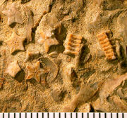 CarmelEncrinite