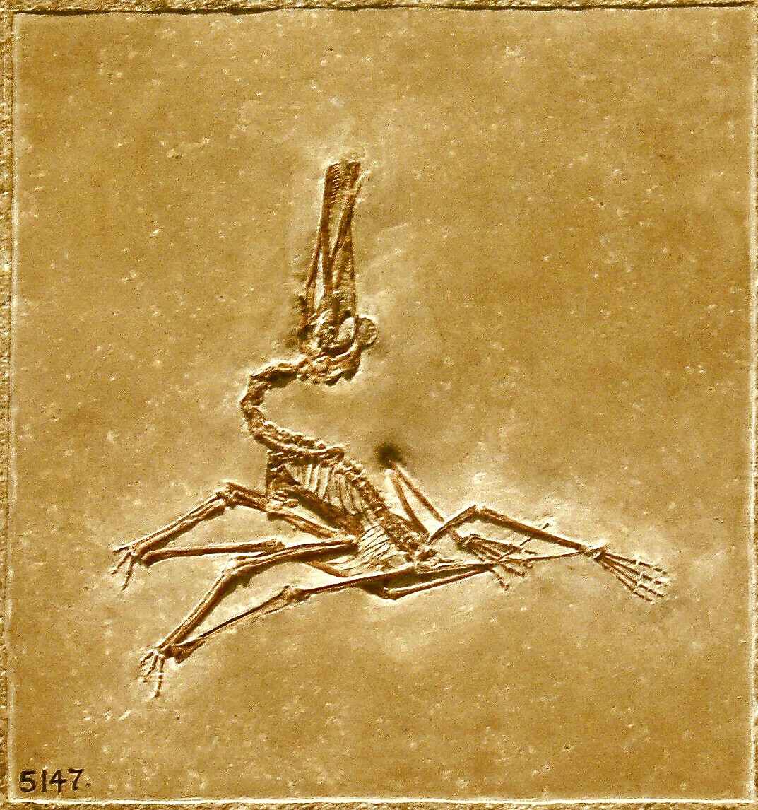 Pterodactylus | Fossil Wiki | FANDOM powered by Wikia
