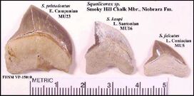 Squalicorax sp. Smokychalk1