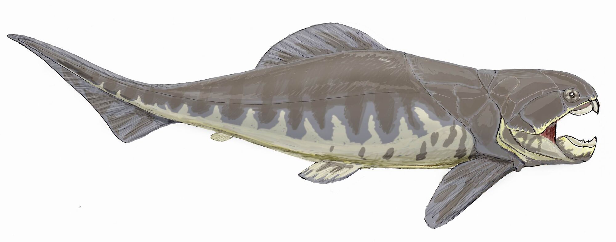 Dunkleosteus | Fossil Wiki | FANDOM powered by Wikia