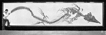 Sharp osborn tylosaurus