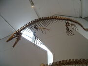 Platecarpus Coryphaeus