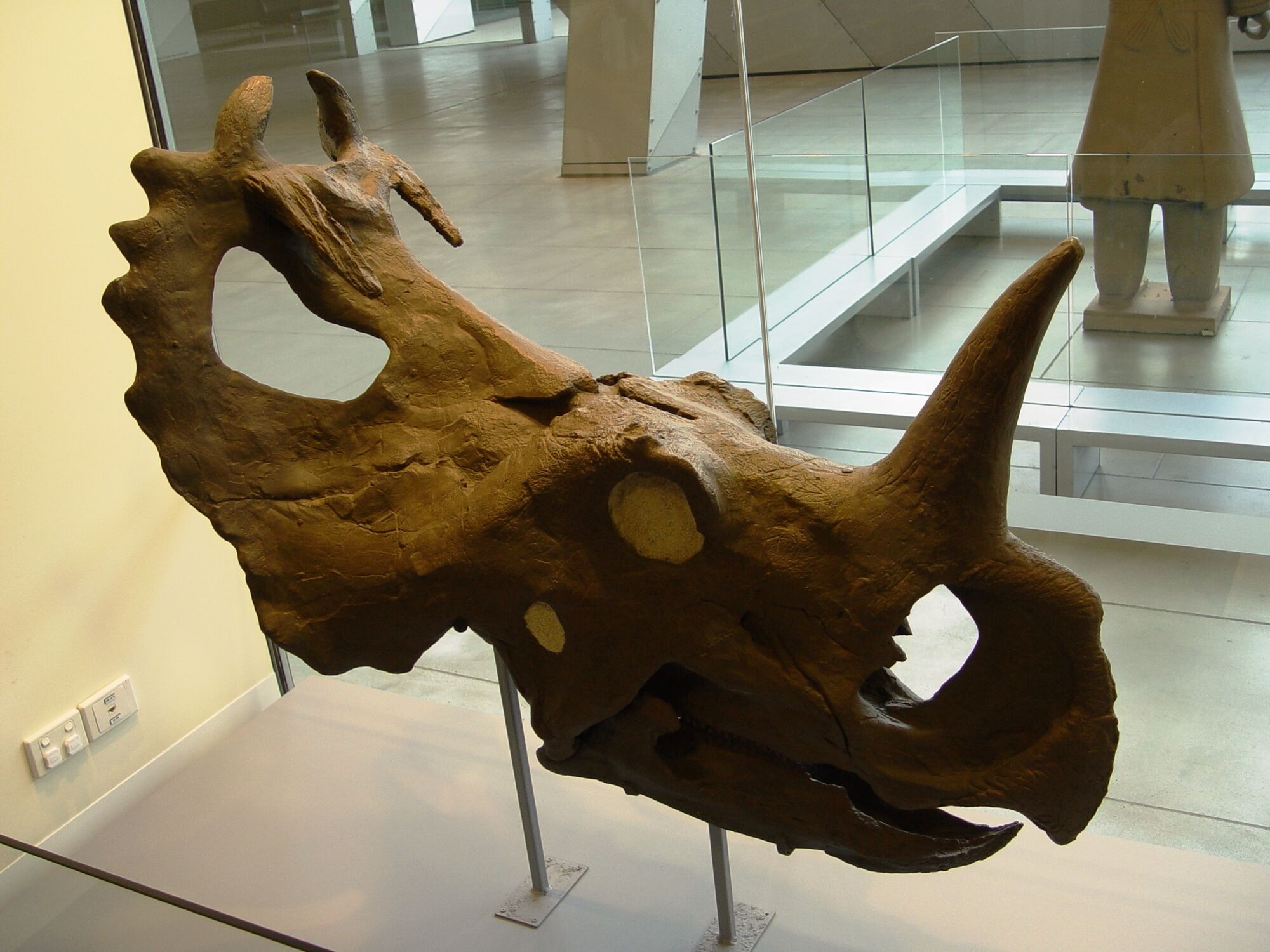 centrosaurus fossil