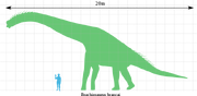 Brachiosaurus scale.svg
