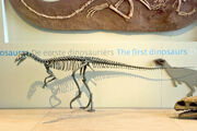 eoraptor fossil