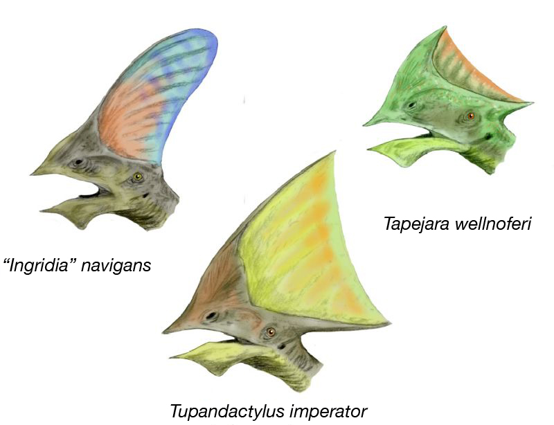 Tapejara Pterosaur Fossil Wiki Fandom