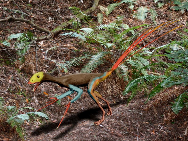epidexipteryx