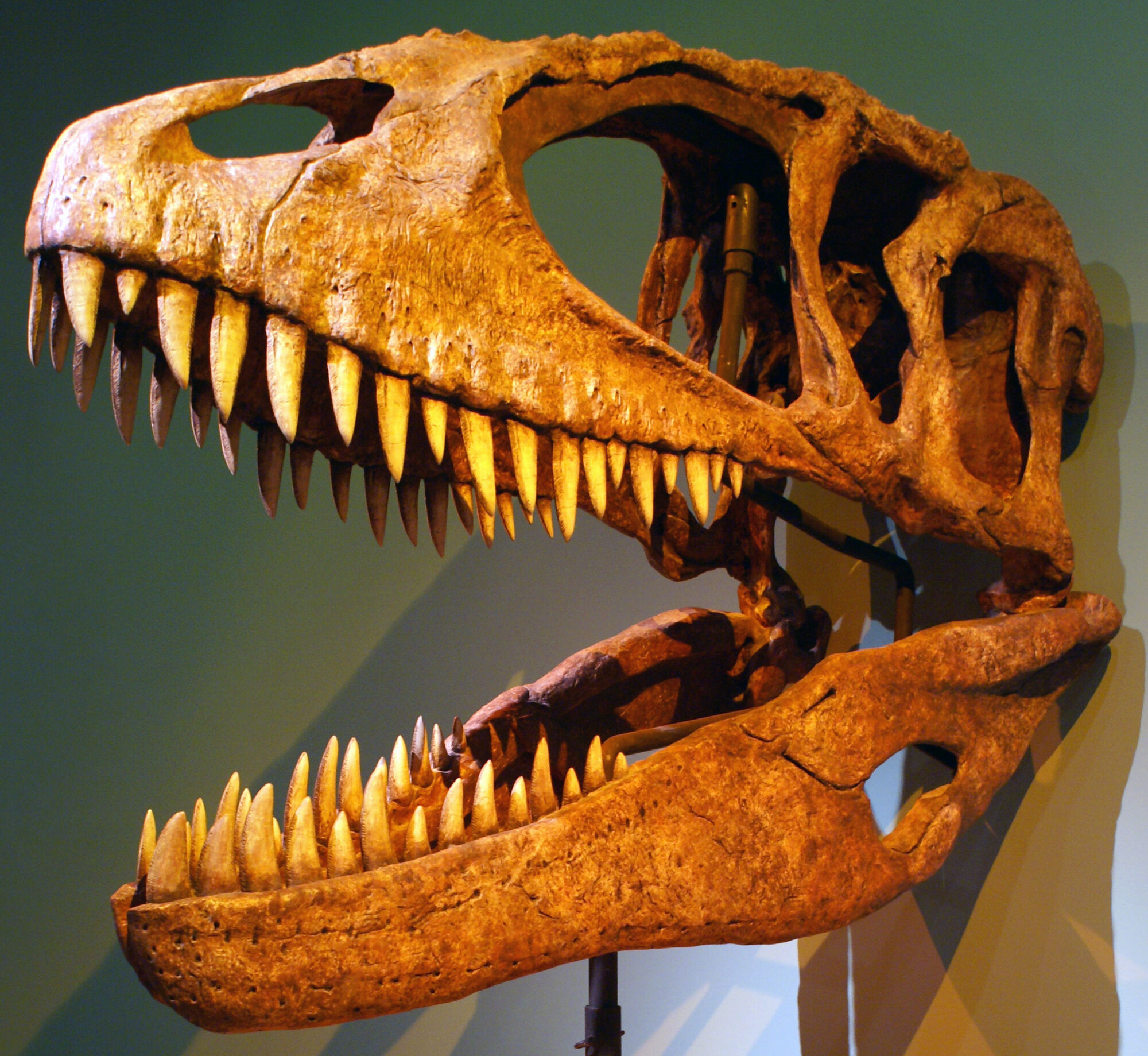 Carcharodontosaurus Fossil Wiki Fandom Powered By Wikia