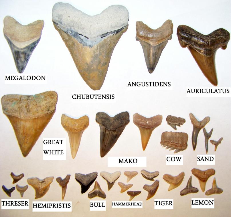 Shark Tooth Identification Chart