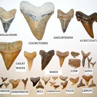Shark teeth | Fossil Wiki | Fandom