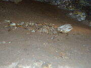 Skeleton in cave