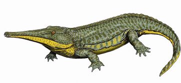 Platyoposaurus12DB