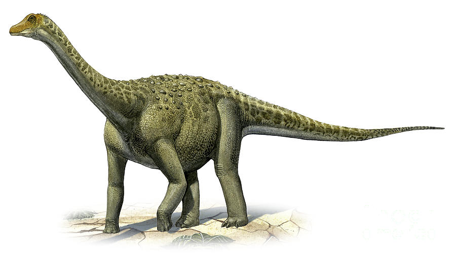 titanosaurus bones