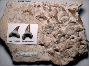 Cardabiodon sp.3