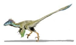 utahraptor fossil
