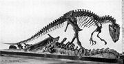 AllosaurusAMNH5753