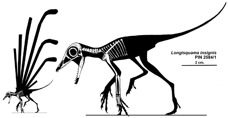 Longisquama | Fossil Wiki | Fandom