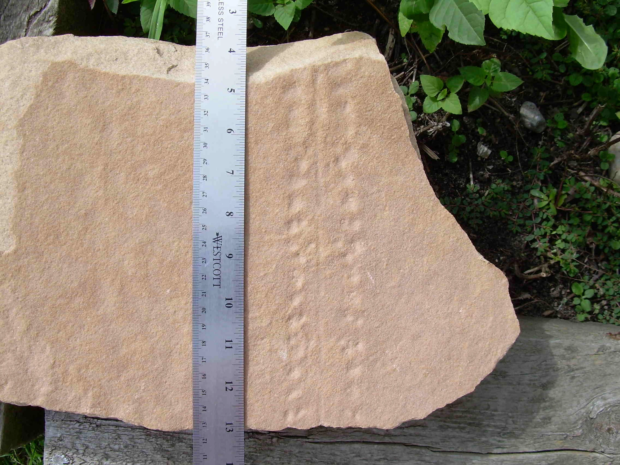 Fossil trackway Fossil Wiki FANDOM powered by Wikia