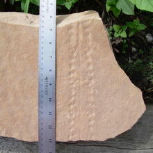 Trace Fossil Fossil Wiki Fandom