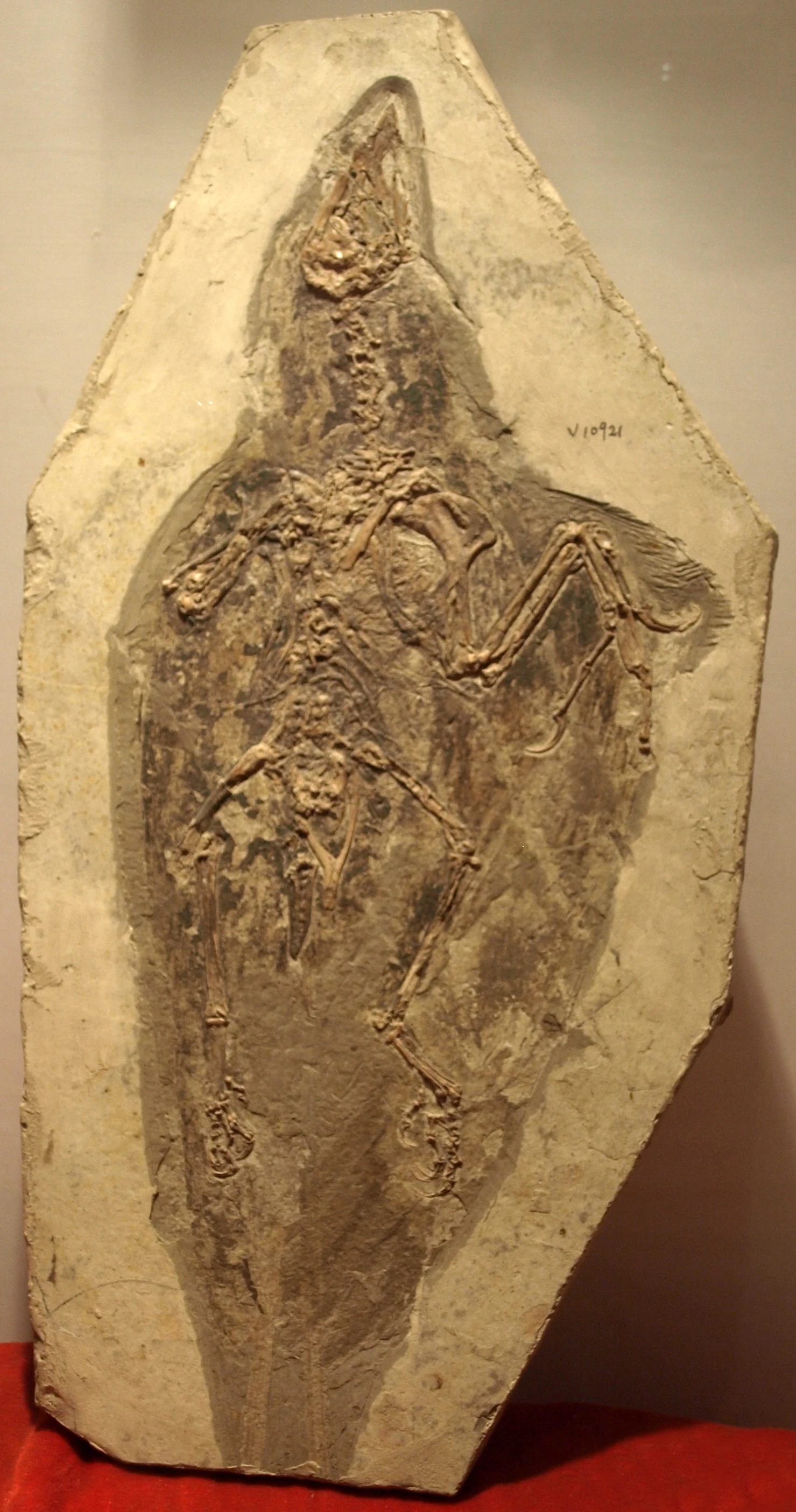 Image ConfuciusornisPaleozoologicalMuseumOfChinaMay2308.jpg