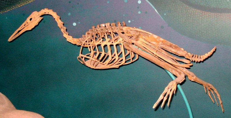 hesperornis-fossil-wiki-fandom-powered-by-wikia