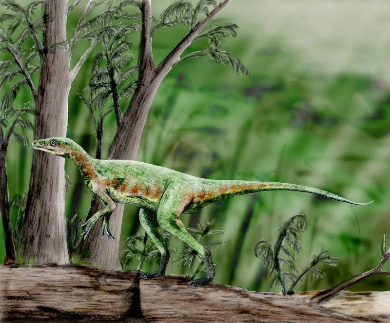 eoraptor fossil