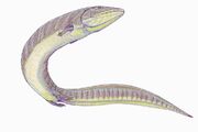 Pteroplax DB