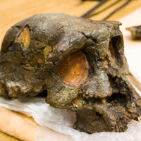 Sahelanthropus Fossil Wiki Fandom,Pandan Wangi Cianjur