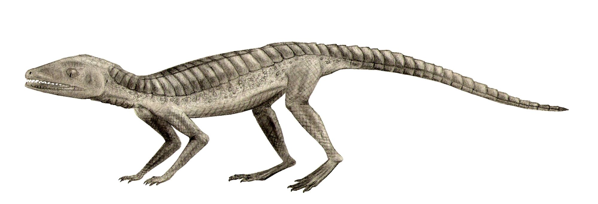dinosaurs of the morrison formation