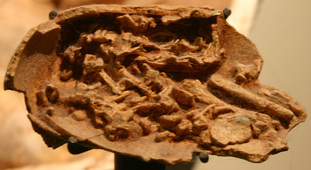 fossilized dinosaur eggs with embryos